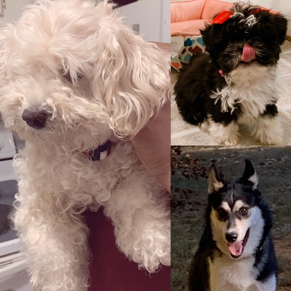 Meet your Posher, Syreena - Picture 4 of 4